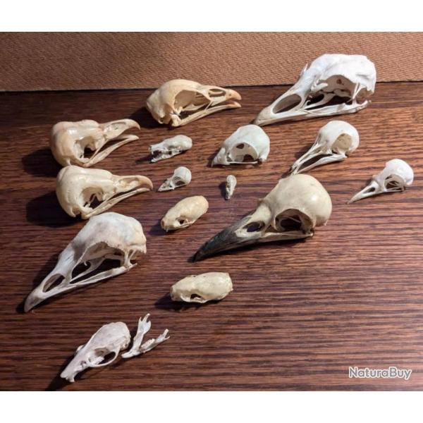 Lot de 15 vritables crnes d'animaux : corbeau, poule, etc