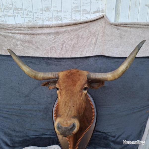Tte de vache Salers