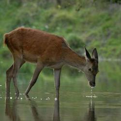 ACTION DE CHASSE GRAND GIBIER