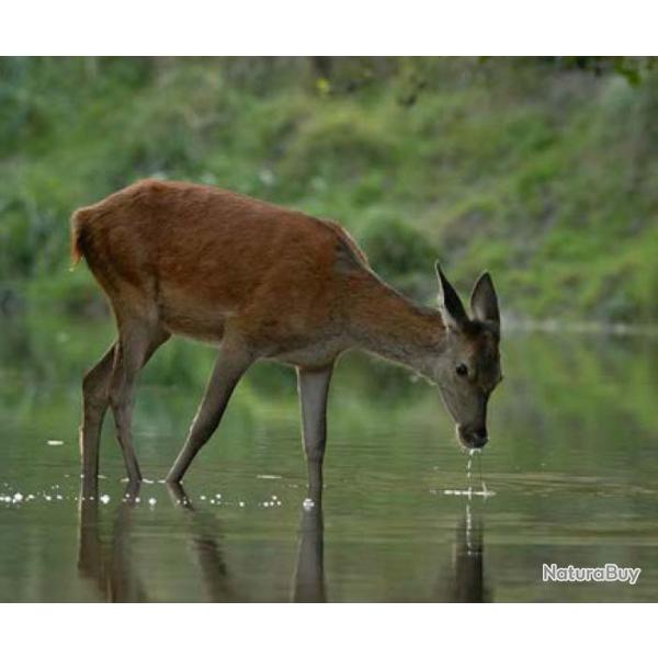 ACTION DE CHASSE GRAND GIBIER