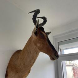 TAXIDERMIE BUBALE