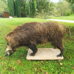 Sanglier entier naturalisé