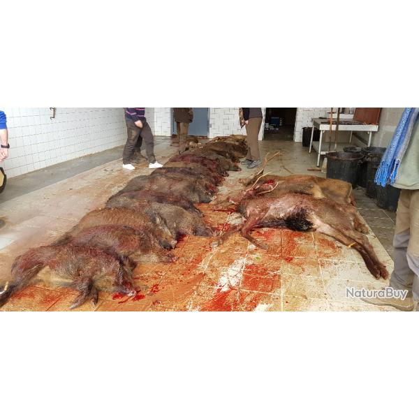 Action de chasse foret de St Gobain Aisne