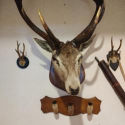 TROPHEE de CHASSE CERF 10 CORPS -TAXIDERMIE