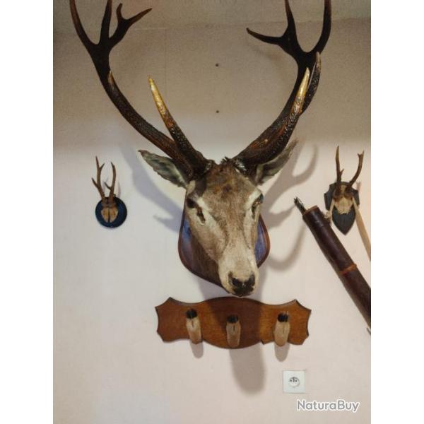 TROPHEE de CHASSE CERF 10 CORPS -TAXIDERMIE