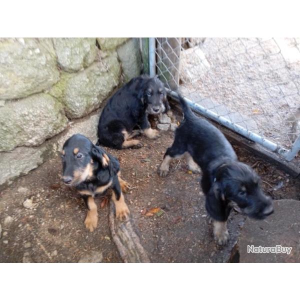 Chiots nivernais