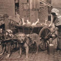 CPA- BAPTEME DU LAIT attelage de chiens belgique