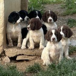 SPRINGER ANGLAIS Chiots LOF