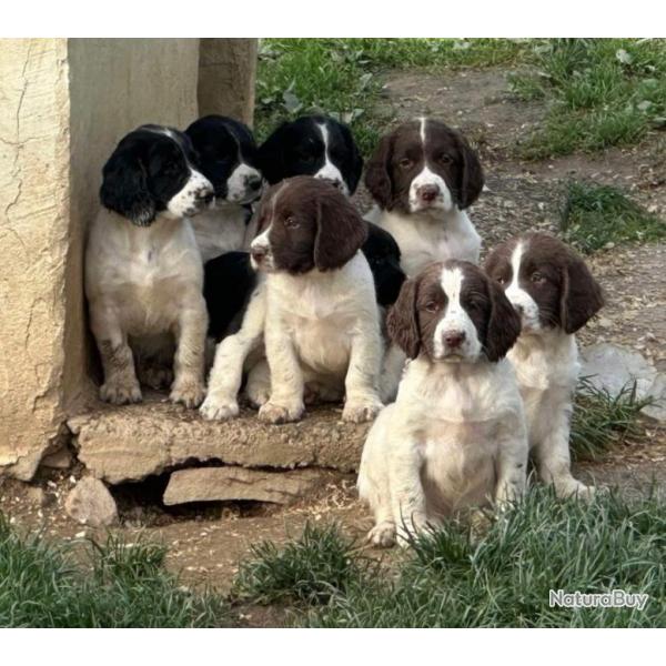 SPRINGER ANGLAIS Chiots LOF