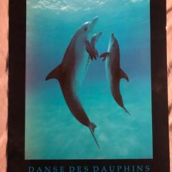 Affiche, poster, : Danse des Dauphins 43 x 61 cm