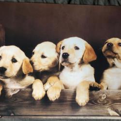 Affiche, poster, : 4 magnifiques Labradors 43 x 61 cm