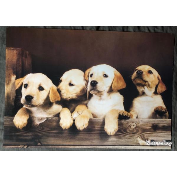 Affiche, poster, : 4 magnifiques Labradors 43 x 61 cm