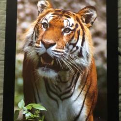 Affiche, poster, Tigre du Bengal 43 x 61 cm