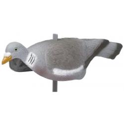 Coque Pigeon creux anglais