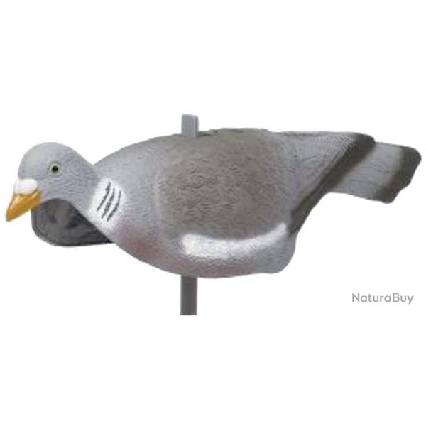 Coque Pigeon creux anglais