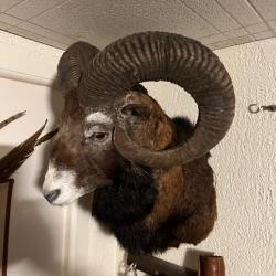 Trophée de mouflon - cape - 180 points