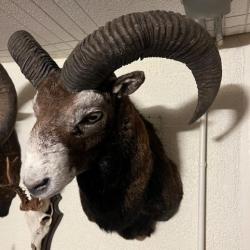 Trophée de mouflon en cape 160 points