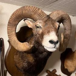 Trophée de mouflon en cape 188 points