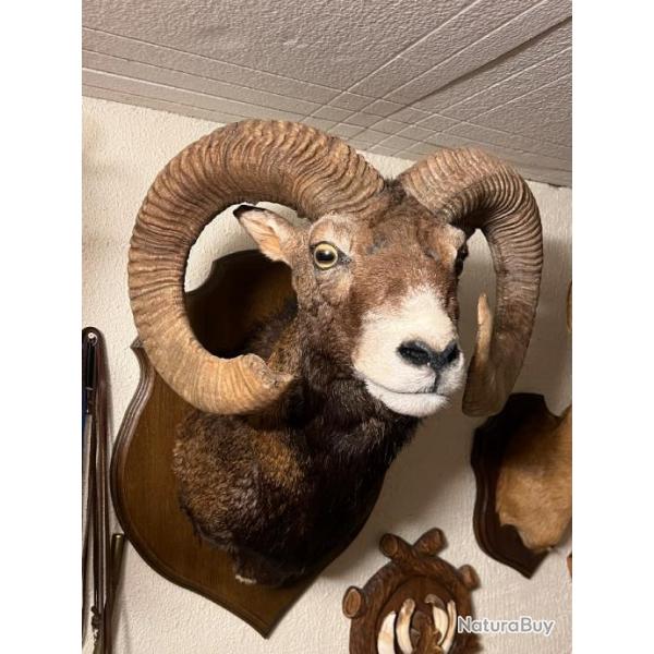 Trophe de mouflon en cape 188 points