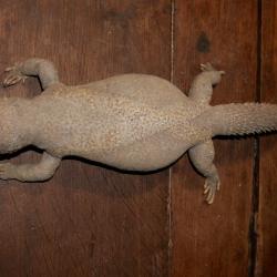 Lézard Uromastix fouette queue - PAS DE PRIX DE RESERVE - cabinet de curiosités