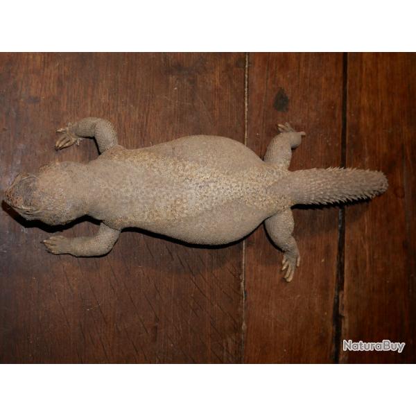 Lzard Uromastix fouette queue - PAS DE PRIX DE RESERVE - cabinet de curiosits