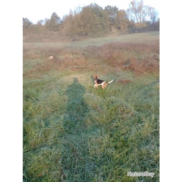 Femelle beagle 6 mois
