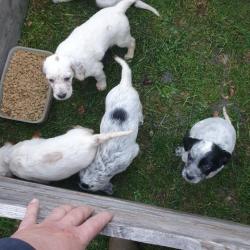 chiot setter anglais