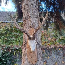 Impressionnant trophée de chevreuil de Sibérie