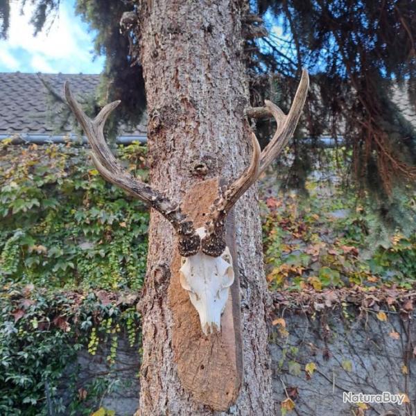 Impressionnant trophe de chevreuil de Sibrie