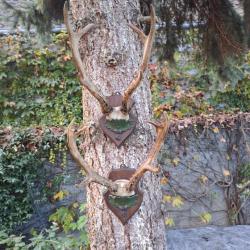 2 trophées de chevreuil de Sibérie