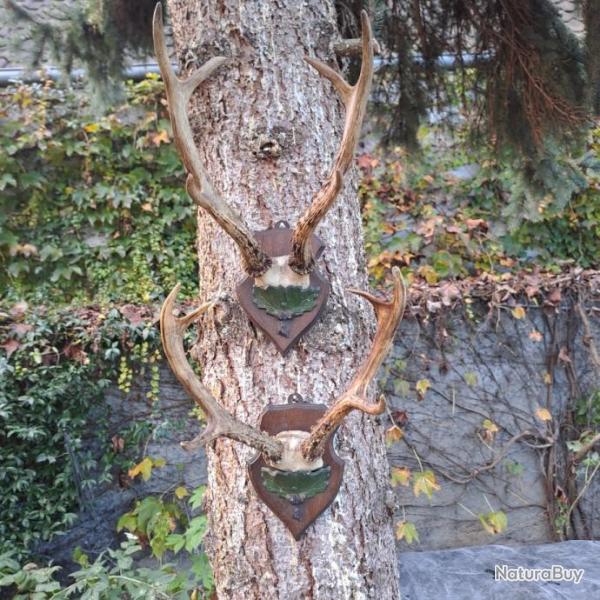 2 trophes de chevreuil de Sibrie