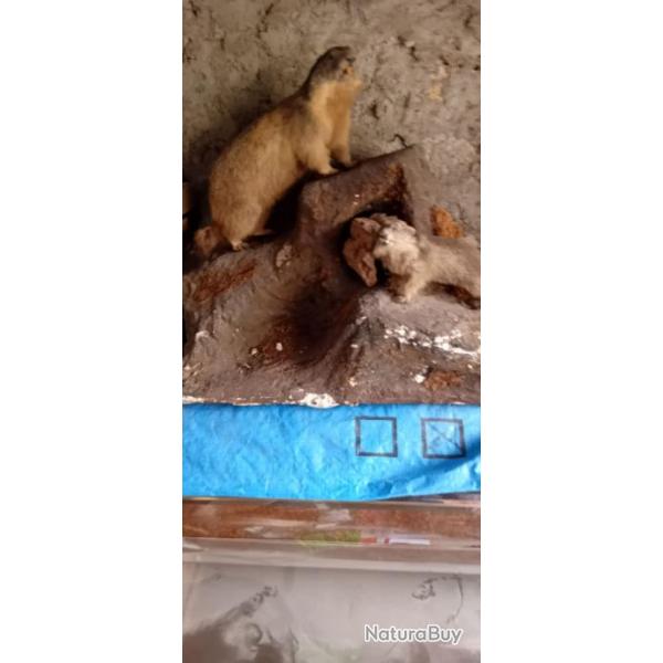 2 rats gondins naturaliss  sur leur socle