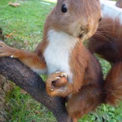 ecureuil roux  mort sur route naturalisé avec noisette