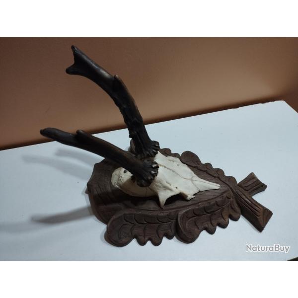 TROPHEE CHEVREUIL BROCARD RAVALANT TAXIDERMIE CHASSE