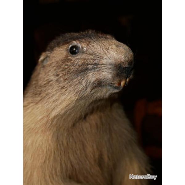 Marmotte d'Europe - taxidermie ancienne - PAS DE PRIX DE RESERVE