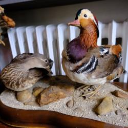 Taxidermie couple de canard mandarin. Trophée / empaillé / naturalisé