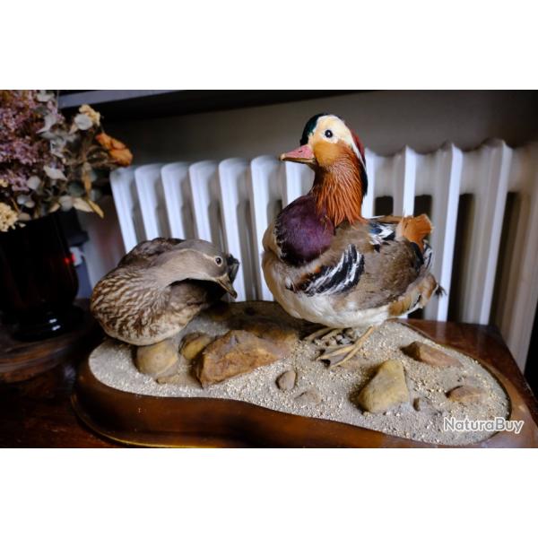 Taxidermie couple de canard mandarin. Trophe / empaill / naturalis