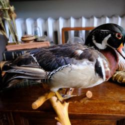 Taxidermie canard branchu (mâle) Trophée / empaillé / naturalisé