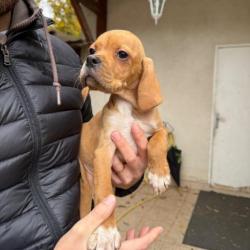 Chiot pointer