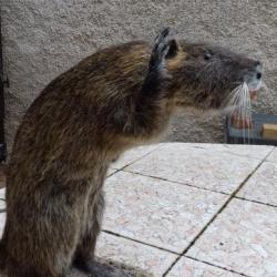 Ragondin faisant la pluie