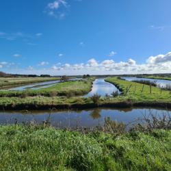 Terrain de plus de 2 hectares - Saint Hilaire de Riez (85270)