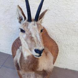 ANCIENNE  TAXIDERMIE  TETE  D IZARD   SUR  ECUSSON  .  BELLE   PIECE  .