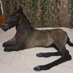 Taxidermie de poulain ; Equus caballus