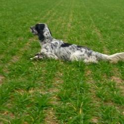 Chiots Setter Anglais très grandes origines