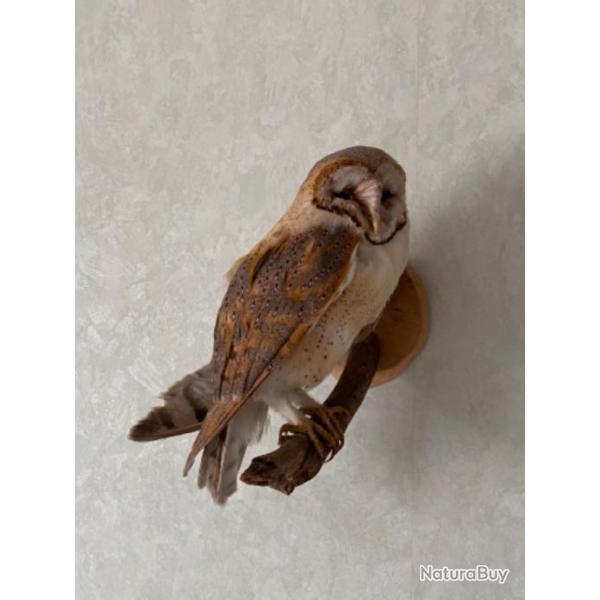 Chouette Effraie naturalise Parfait tat