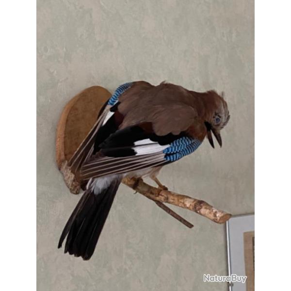 Geai naturalis Parfait tat