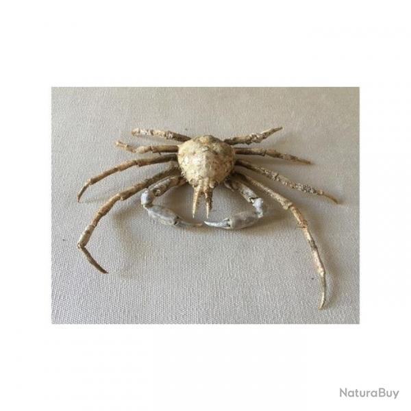 CRABE ASPERI 12/14cm