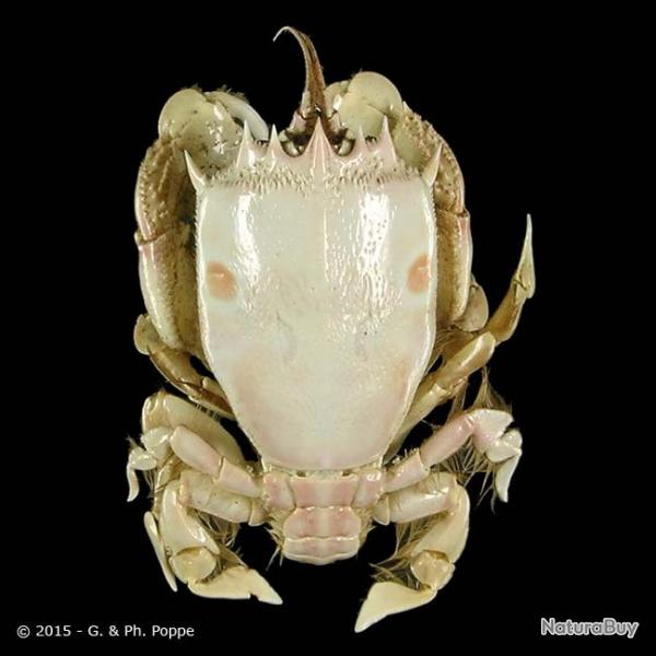 crabe noctopus naturalis