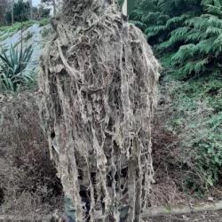 Ghillie sniper