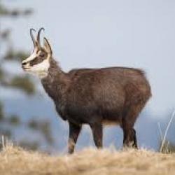 Recherche chasse Chamois ou Mouflon